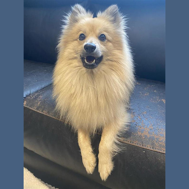 Photo of Houdini