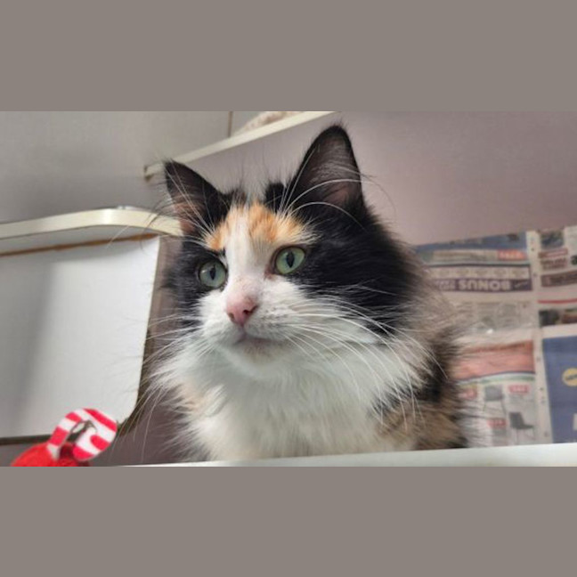 Photo of Jada