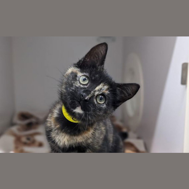Photo of Cookie