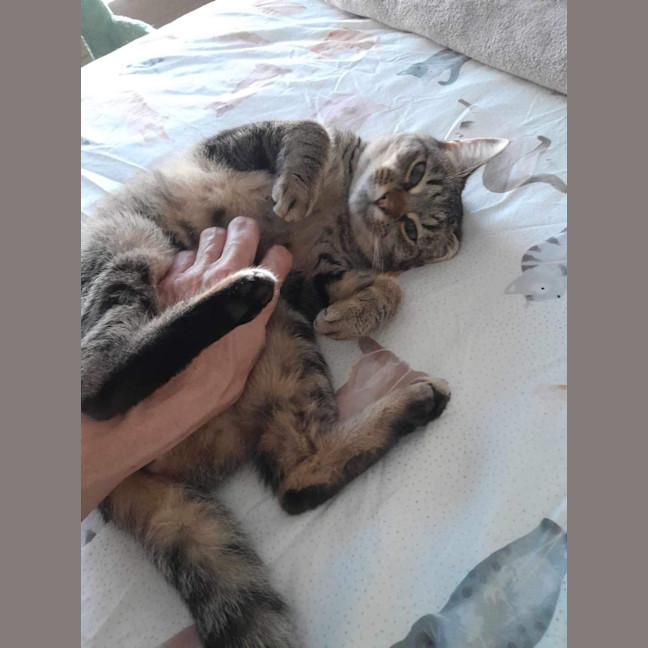 Photo of Twila Meet Me@Petstock Dandenong Store