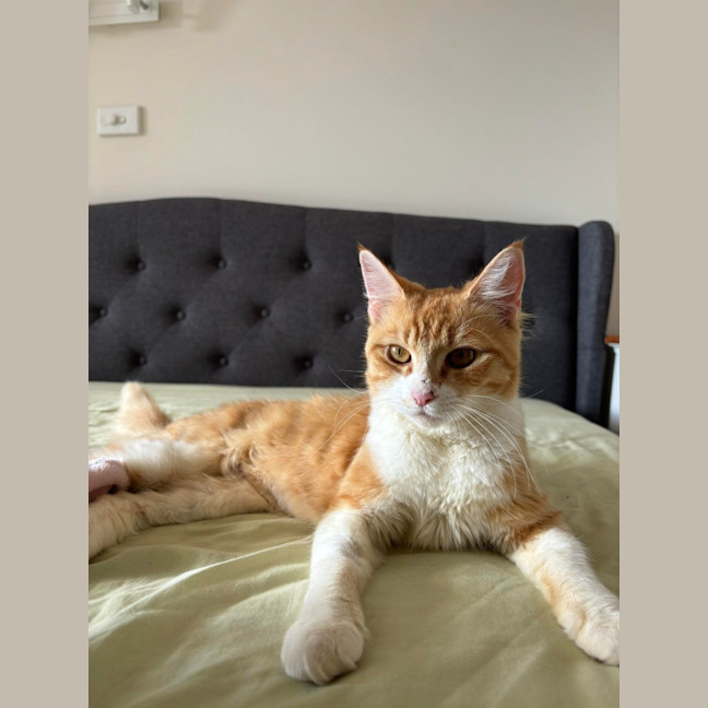 Photo of Mochi