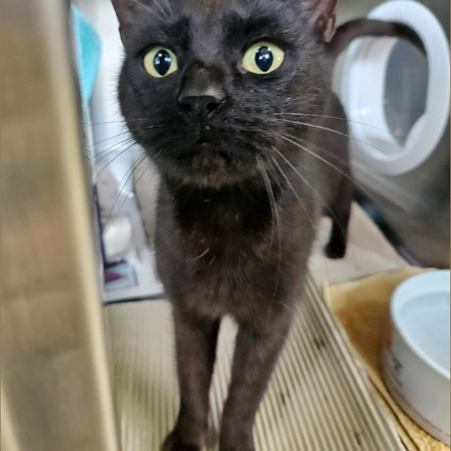 Photo of Ebony