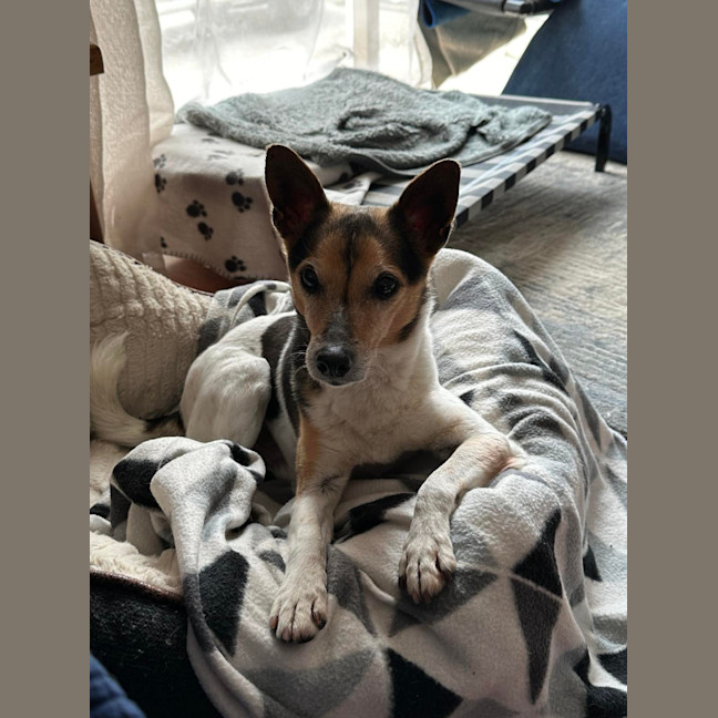 Photo of Milo