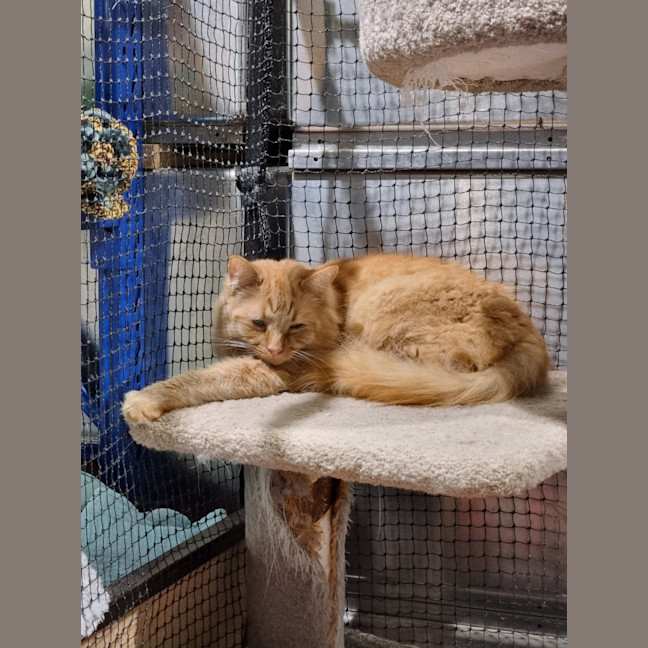 Photo of Simba (Bonded With Nala) 