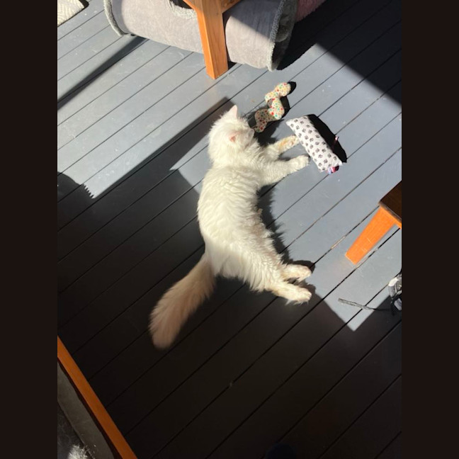 Photo of Old Man Grey *9 Lives Project Rescue*