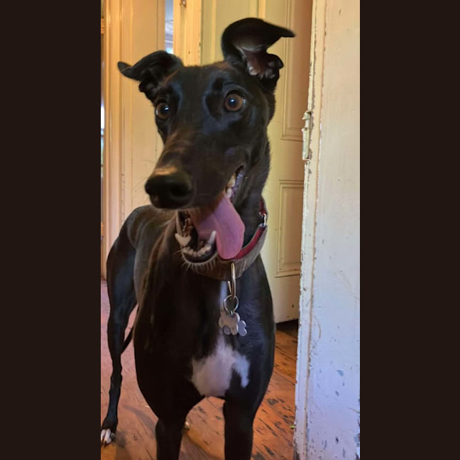 Photo of Bree, The Cat Friendly Greyhound