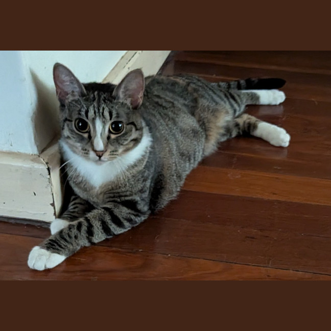 Photo of Dolly