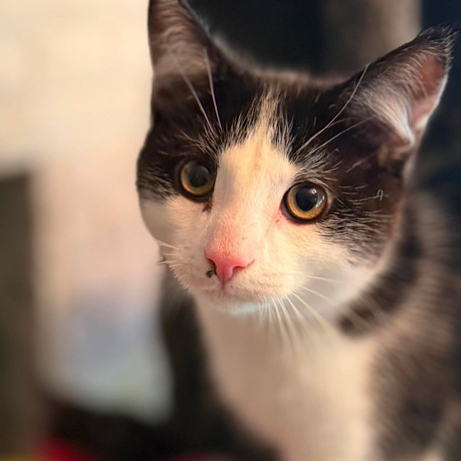 Photo of Sonny   In Foster Care In Templestowe