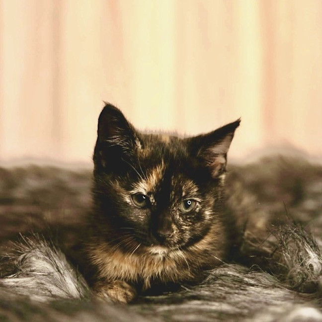 Photo of Diva