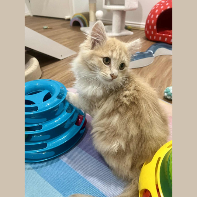 Photo of Juniper   In Foster In Doreen