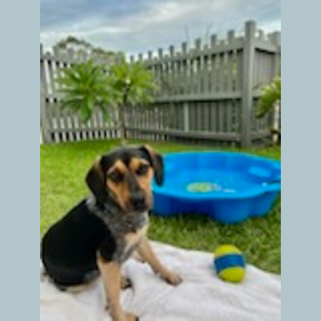 Photo of Mini   3 Year Old Beagle X Cattle Dog