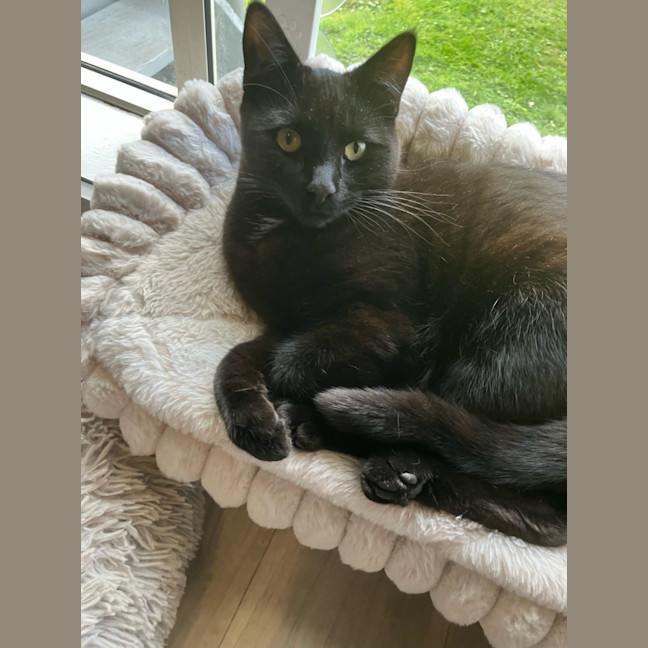 Photo of Thor
