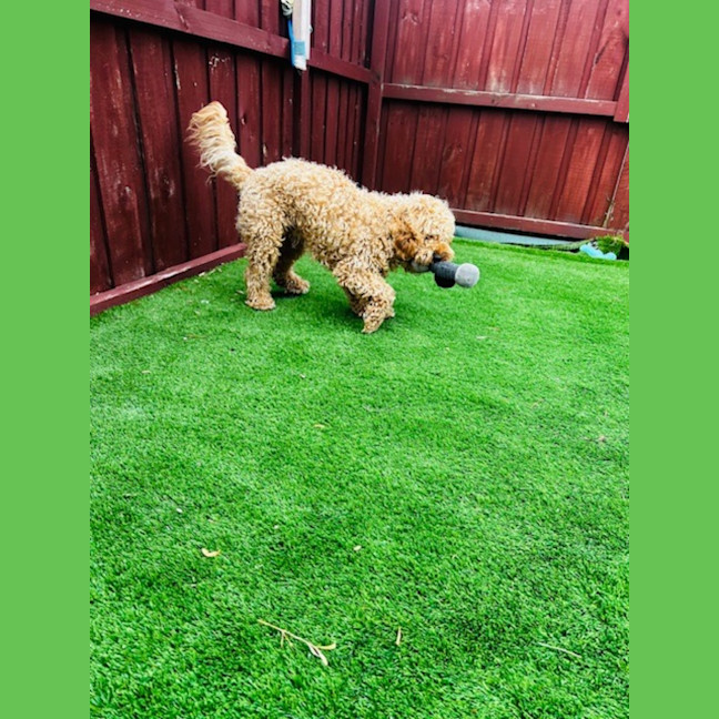 Photo of Cosmo Newhaven