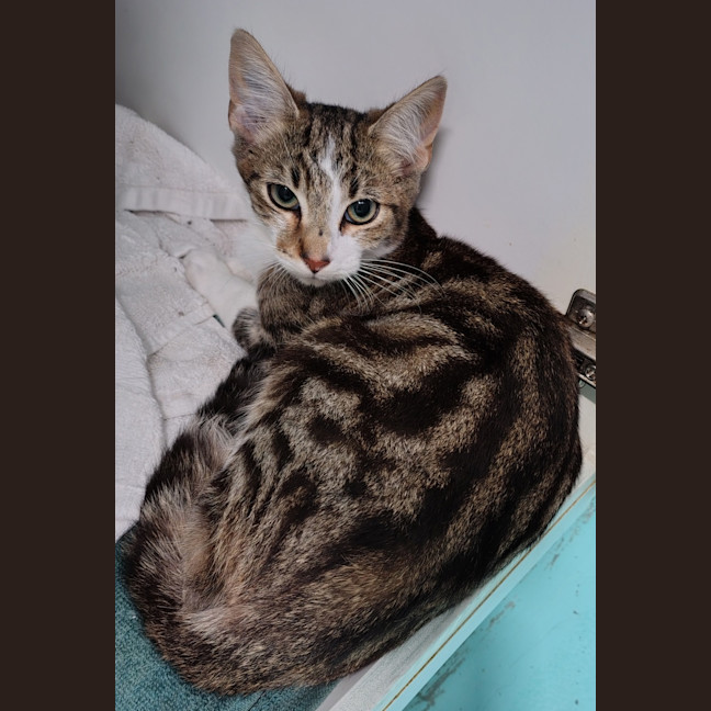 Photo of Slinky