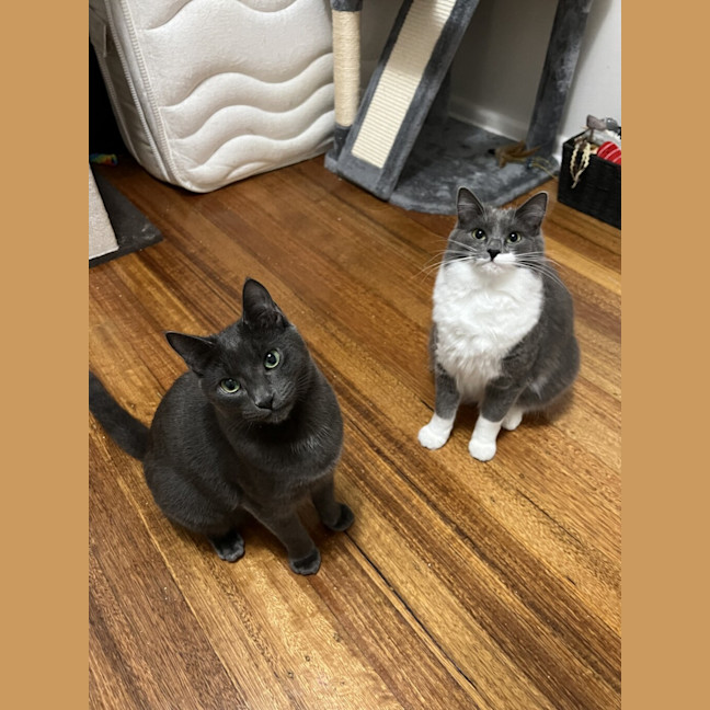 Photo of Ash (Bonded To Lyra)