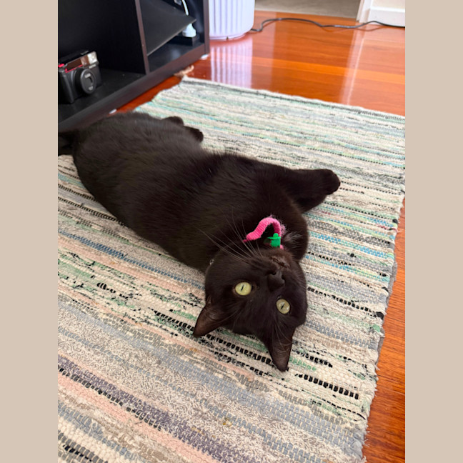 Photo of Moni