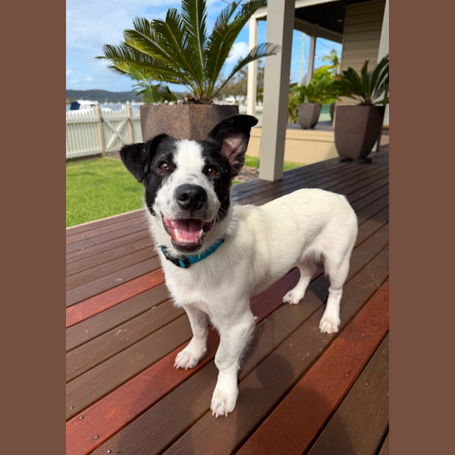 Photo of Peanut 