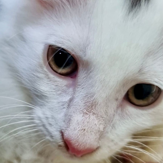 Photo of Captain Fantastic