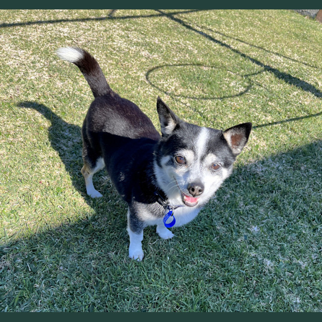 Photo of Jasper 😍 8yo, Chihuahua (On Trial 2/8/24)