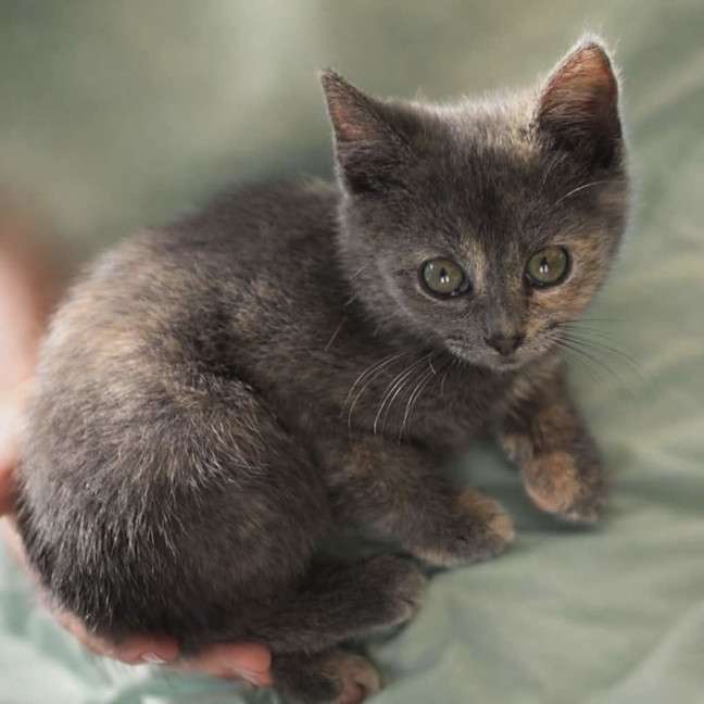 Photo of Cosmo, Stormy, Sable And Kalla