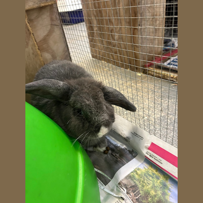 Photo of Smokey