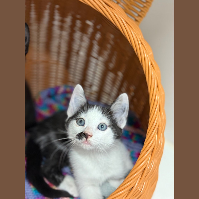 Photo of Arthur   Burnie