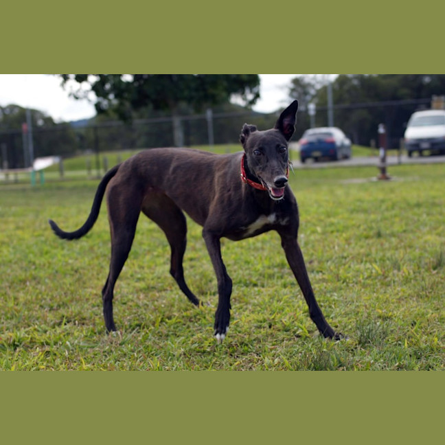 Photo of Margie, The Greyhound
