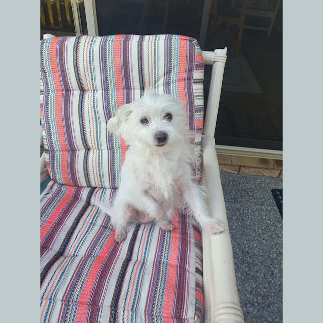 Photo of Poppy