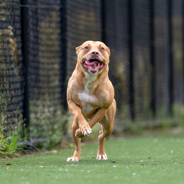 Photo of Nova Imp 2283