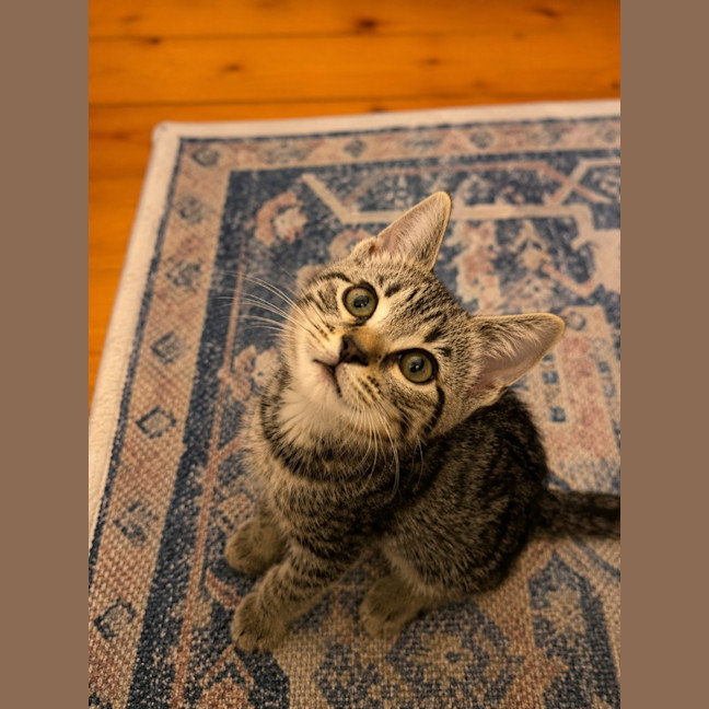 Photo of Boo Boo