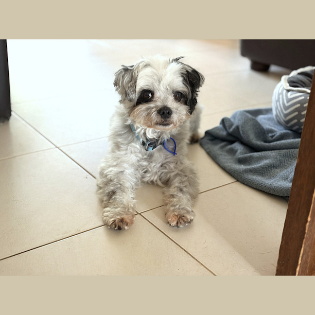 Photo of Bobby 🐼 Maltese X Shih Tzu