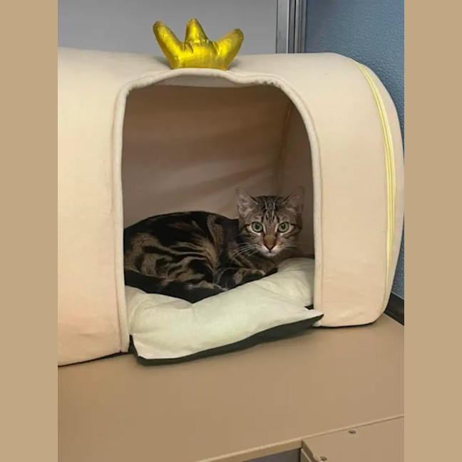 Photo of Biscuit