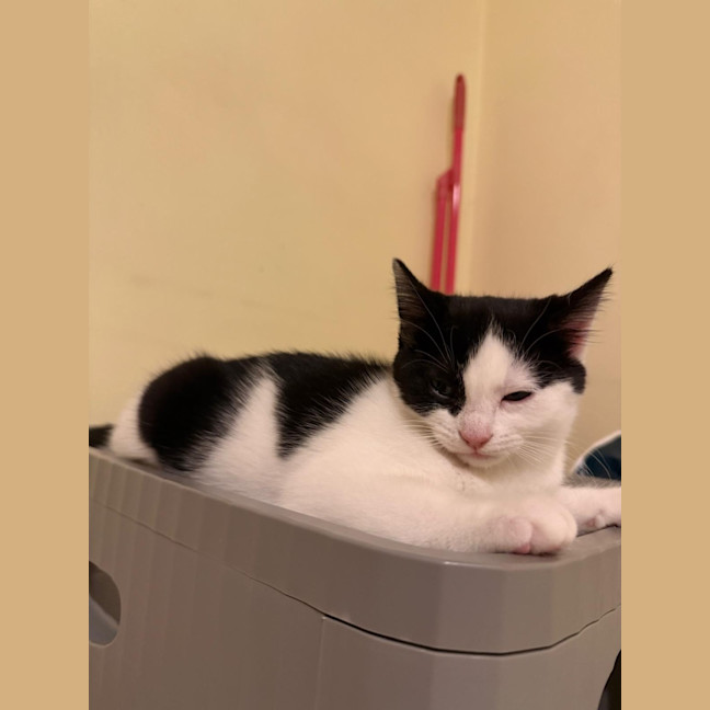 Photo of Moo Moo