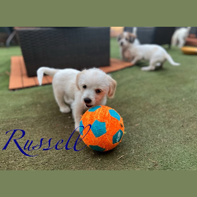 Photo of Russell