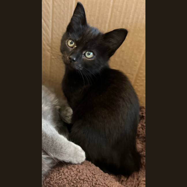 Photo of Opal & Sapphire