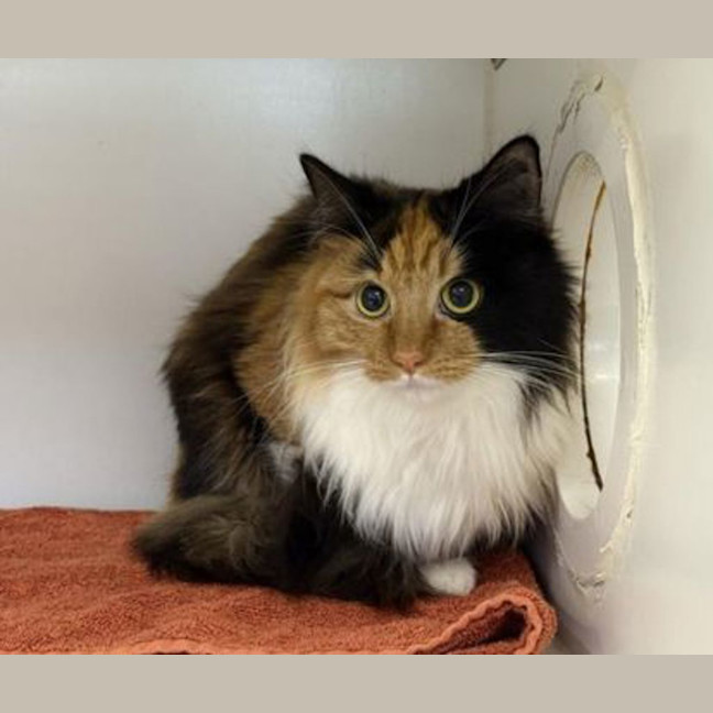 Photo of Zula
