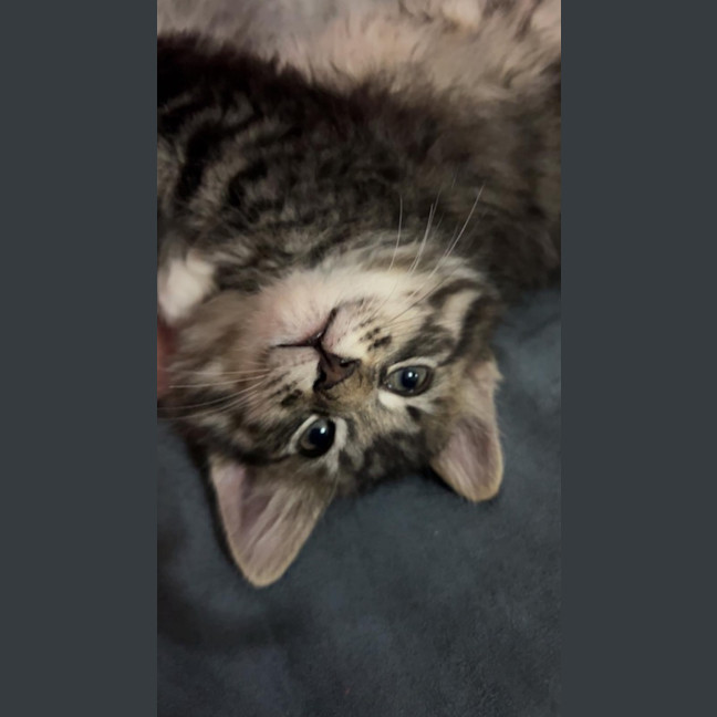 Photo of Tiger