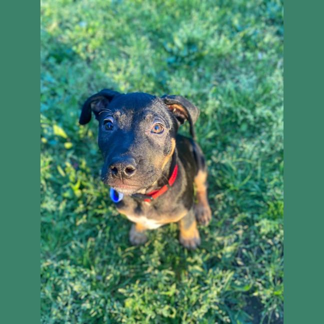 Photo of Onyx   12 Week Old Staffy X