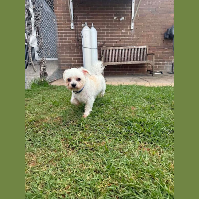 Photo of Marvin