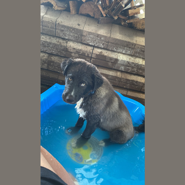 Photo of Monty   1 Year Old Husky X