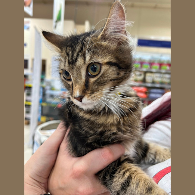 Photo of Fred *9 Lives Project Rescue*