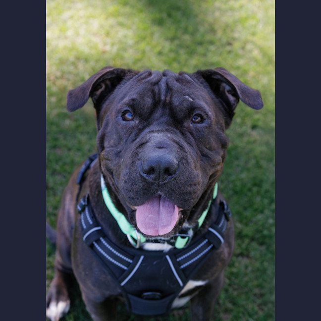 Photo of Athena 