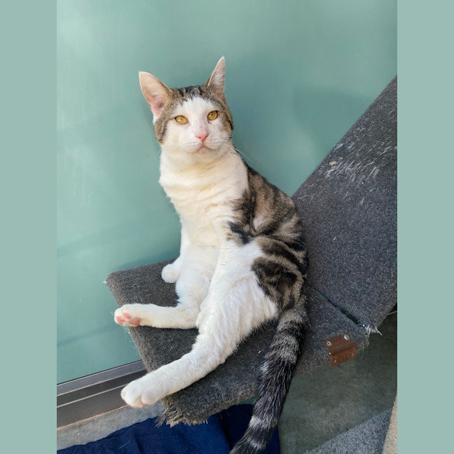 Photo of Benji