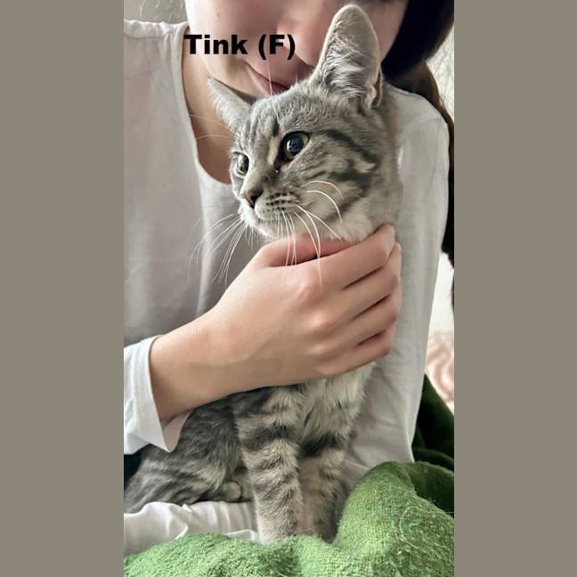 Photo of Tink