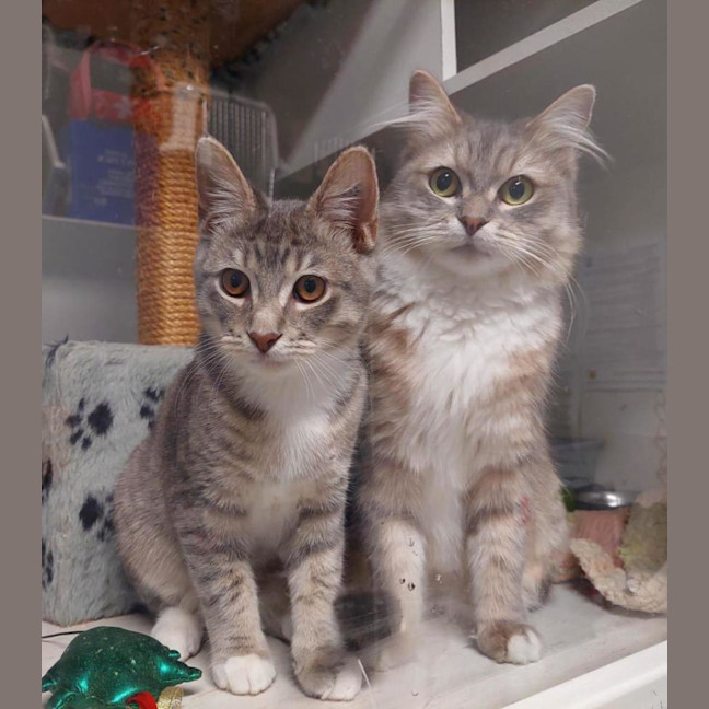 Photo of Velvet & Vo Vo