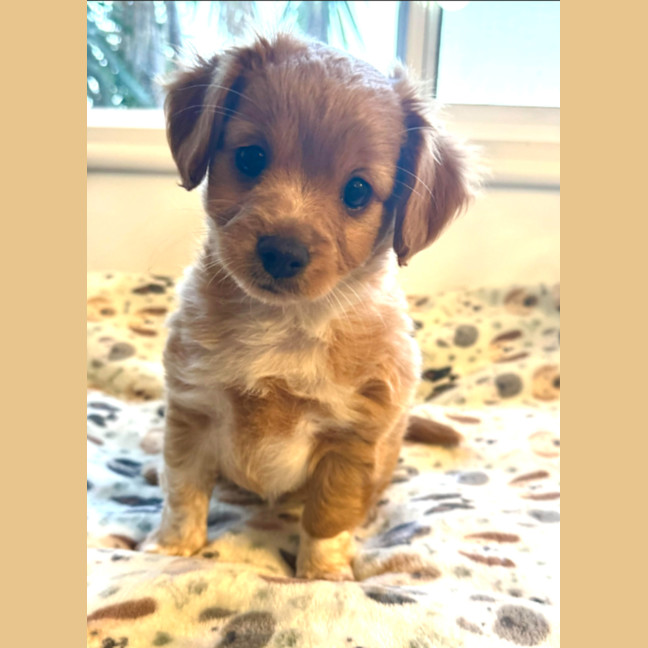 Photo of Ruby