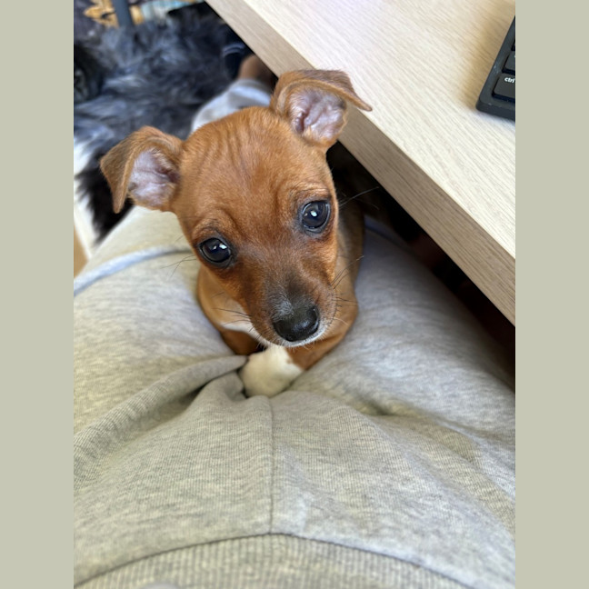 Photo of Bruno