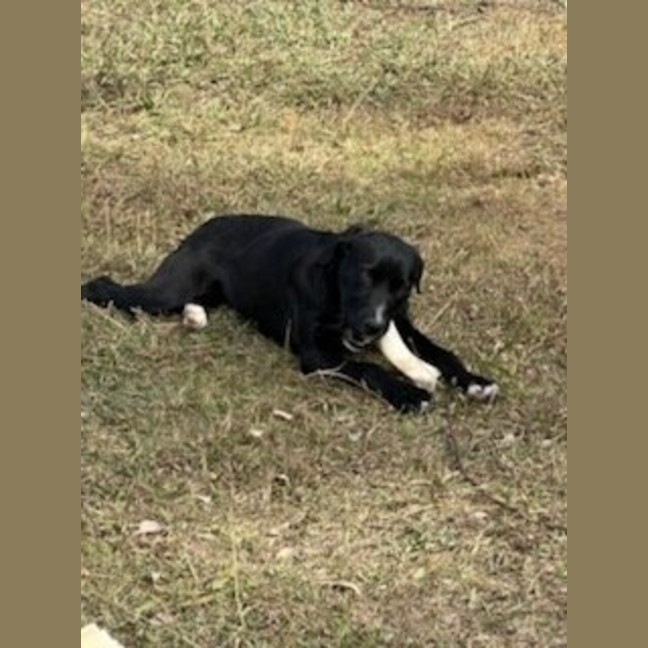 Photo of Lyra