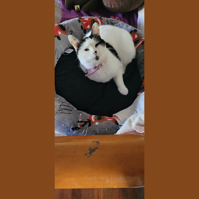 Photo of Kiki   2 Year Domestic Short Hair