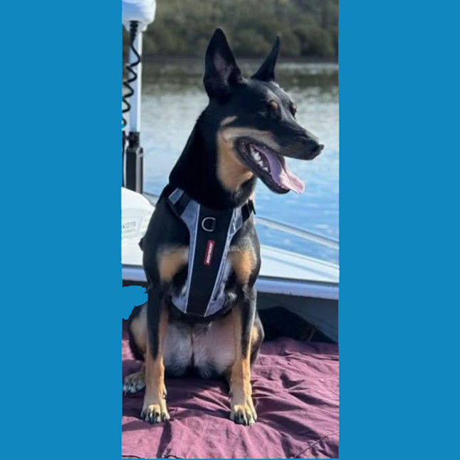 Photo of Molly 🥇 4yo Kelpie (On Hold)